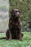 LABRADOR 897